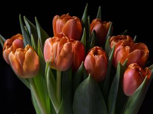 wkl 02 Tulpen   Wilhelm Kleinoder